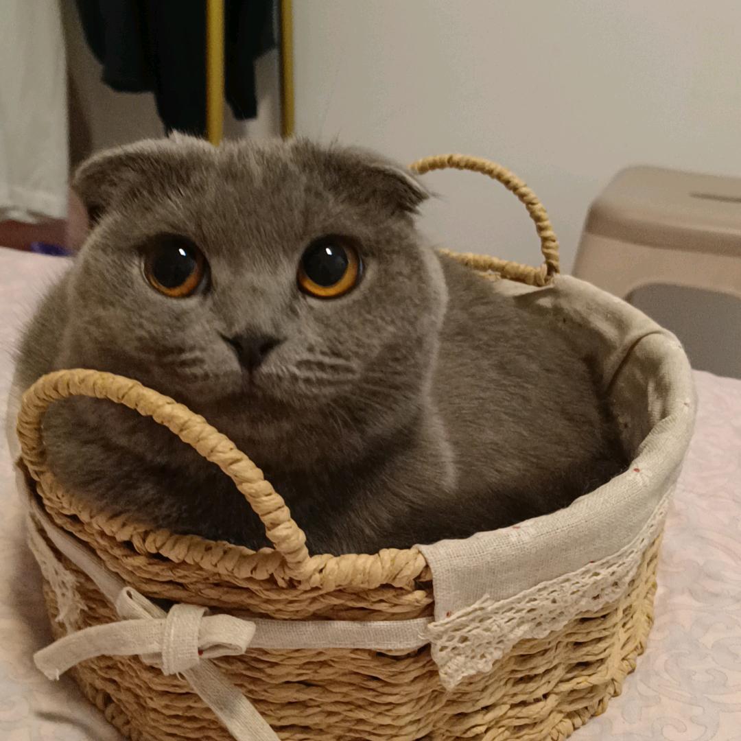 小灰灰