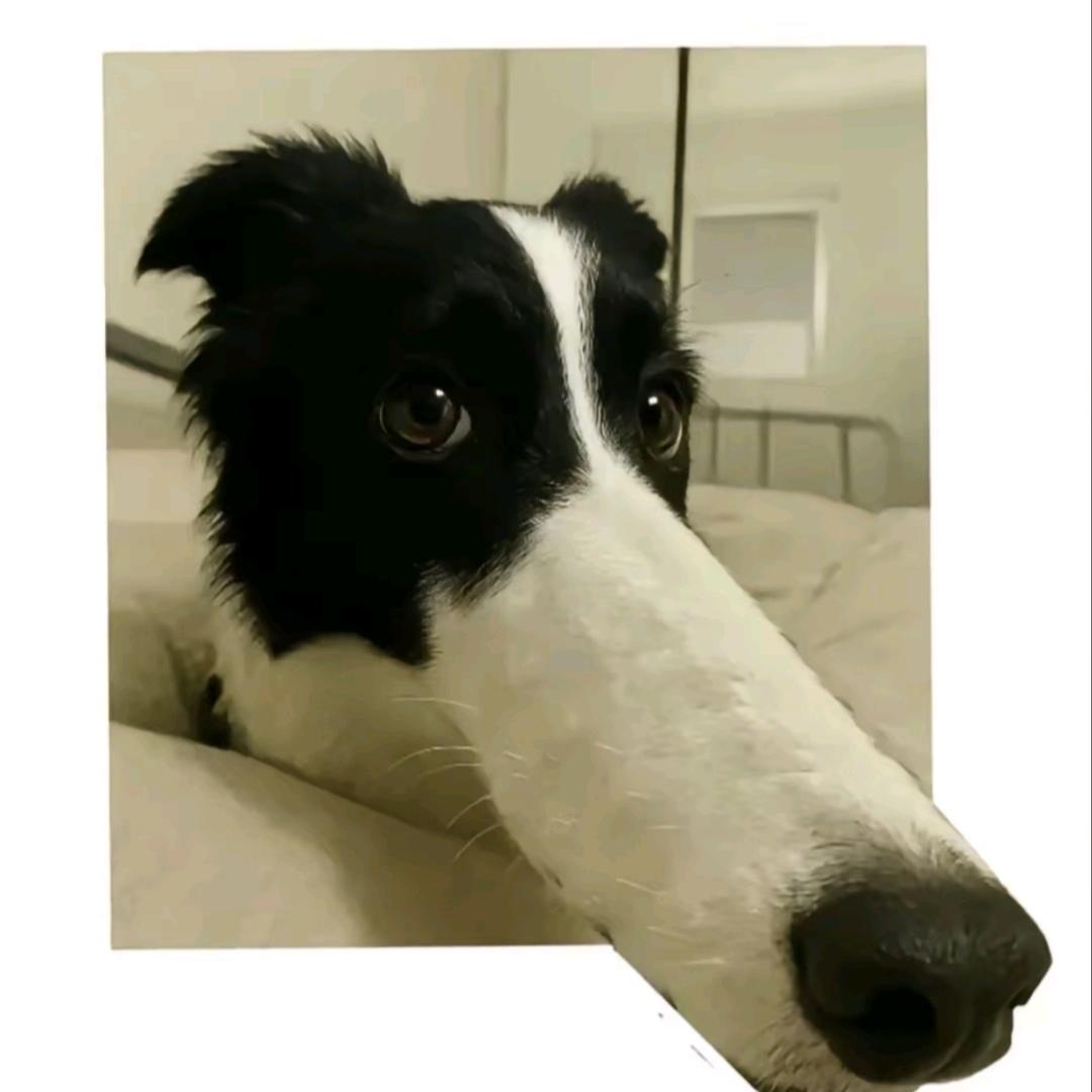 张郡忆