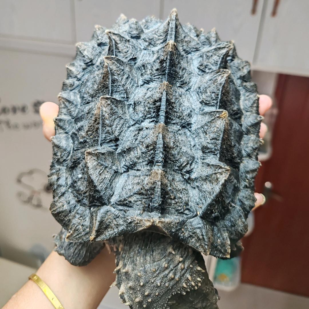 欢喜大鳄小铺