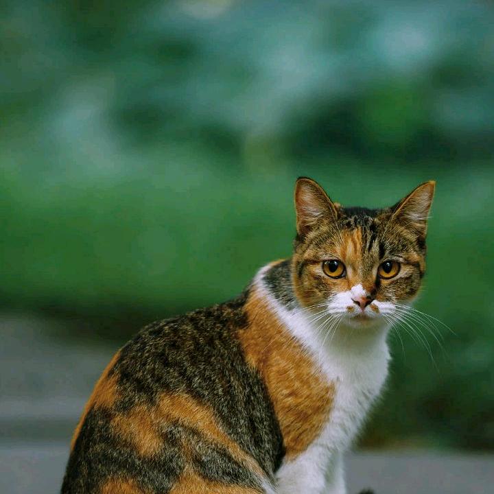 我叫 奶茶