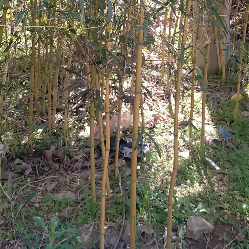 亿利林竹苗基地