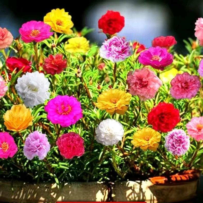 🐼宝🐼青平安🍎早归