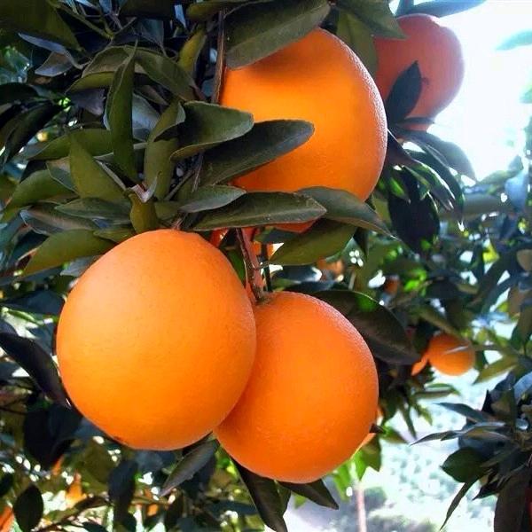 赣南脐橙山的那边💰