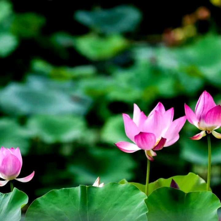 一生幸福