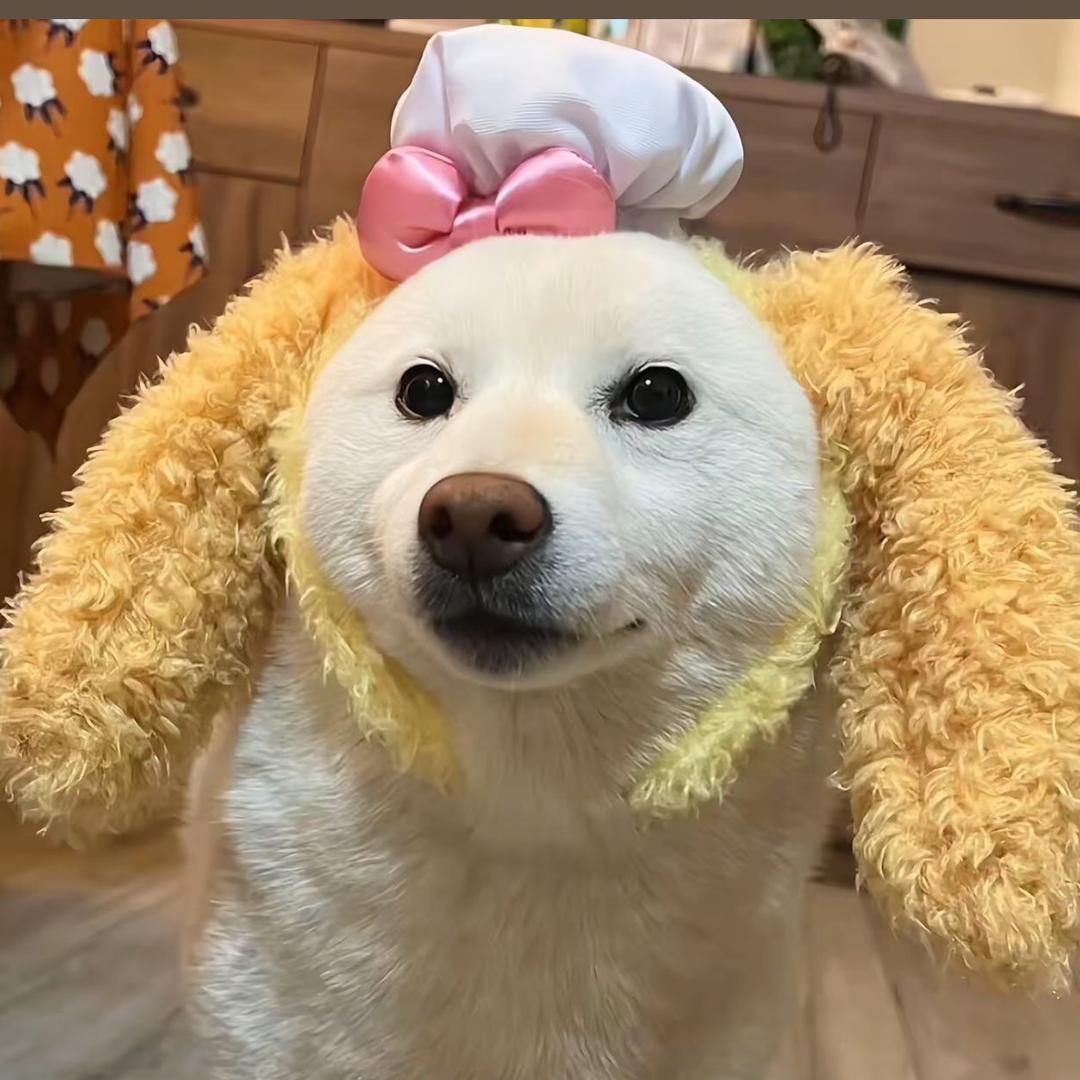 汉谟拉丝