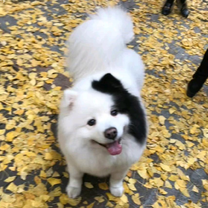 糖炒栗子