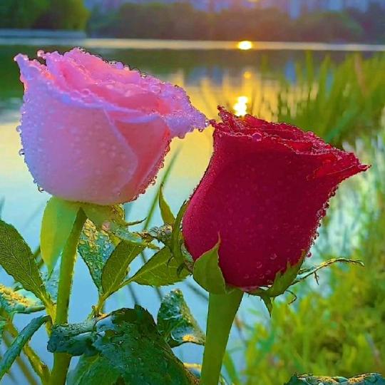 花