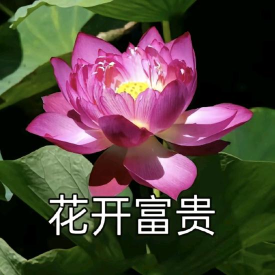 花开 富贵