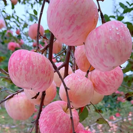 珊珊