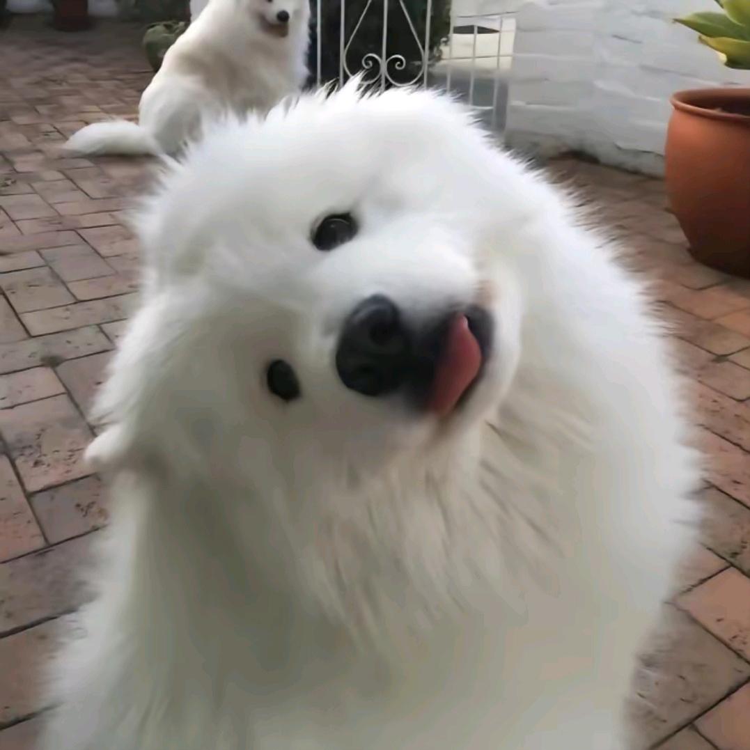 芋圆啵啵🧊