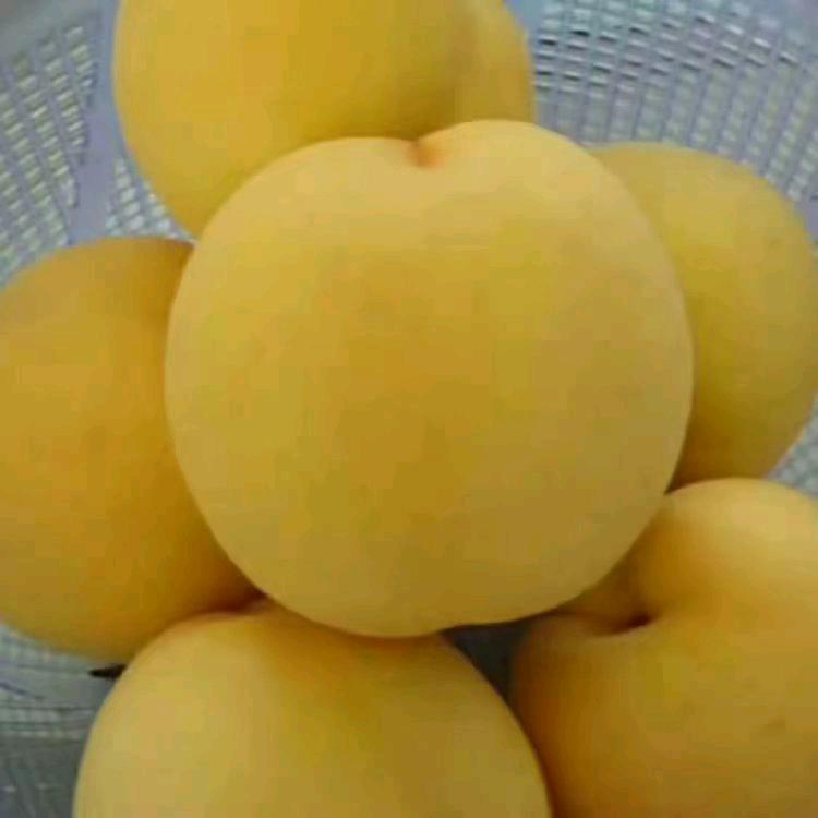 高山精品桃园j