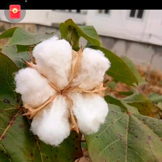 做被子送洗车打蜡(蚕丝被，羽绒被，棉花被