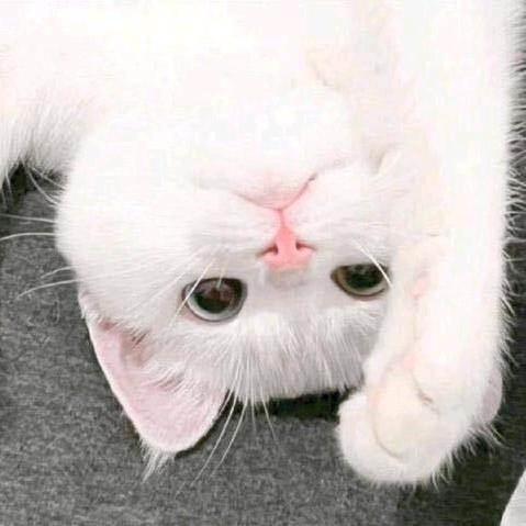宇yy