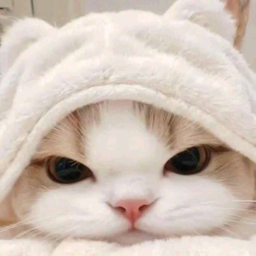 多可悲(无畏契约)