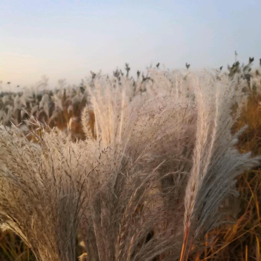 梁国涛（明甫轩）书法