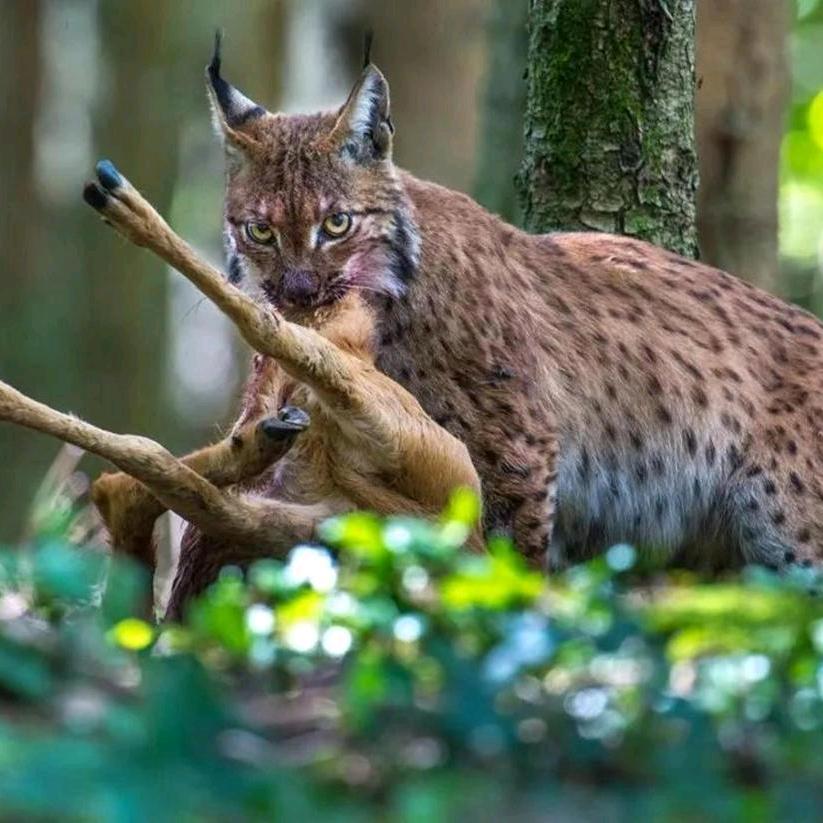 为权奋斗不凶,低调的大🐈猫