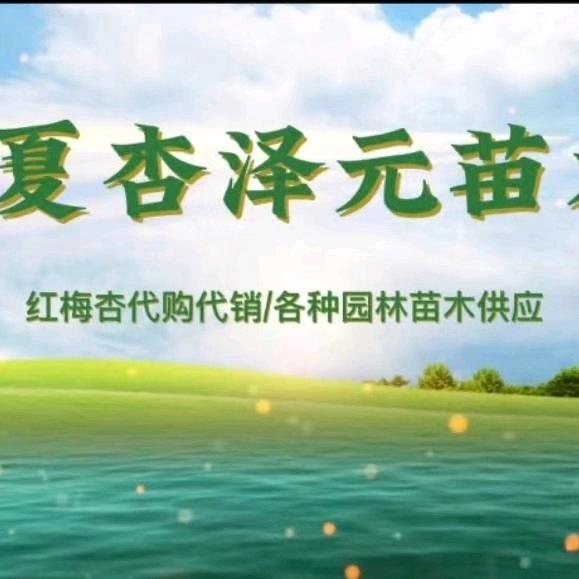 宁夏杏泽元园林苗木