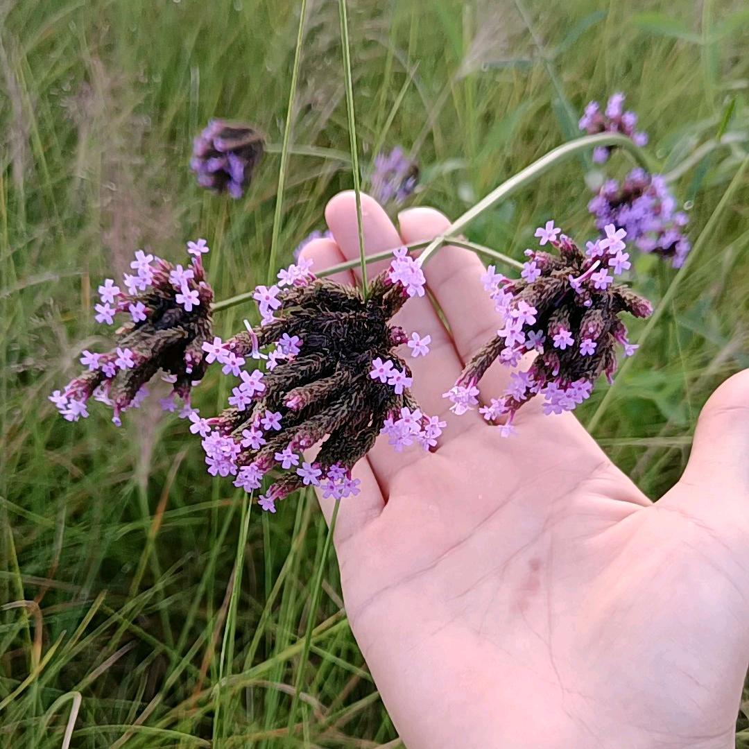 努力奋斗🌷🌷