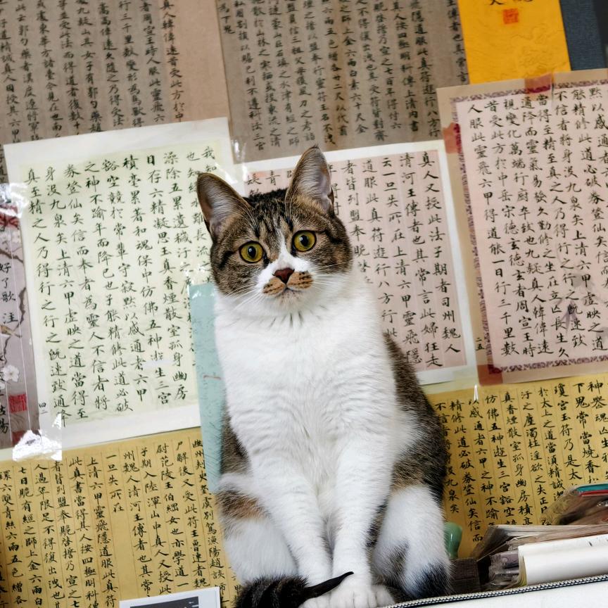 屎黄色嘴筒子邪恶小猫