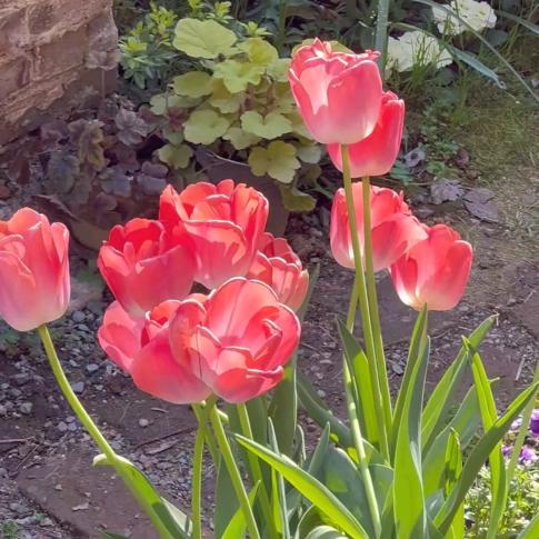 🌷🌷🌷🌷🌷🌷