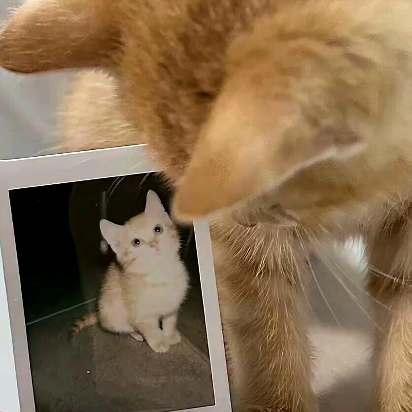 🐾🦮