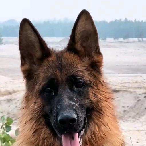 无👿恙 (德牧爱好者)