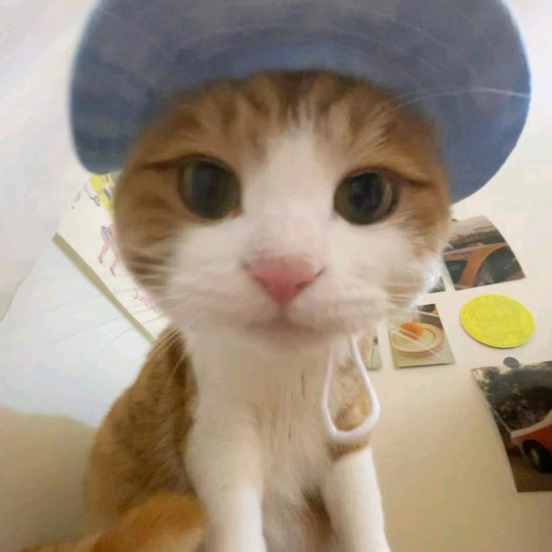 虎朝柚子