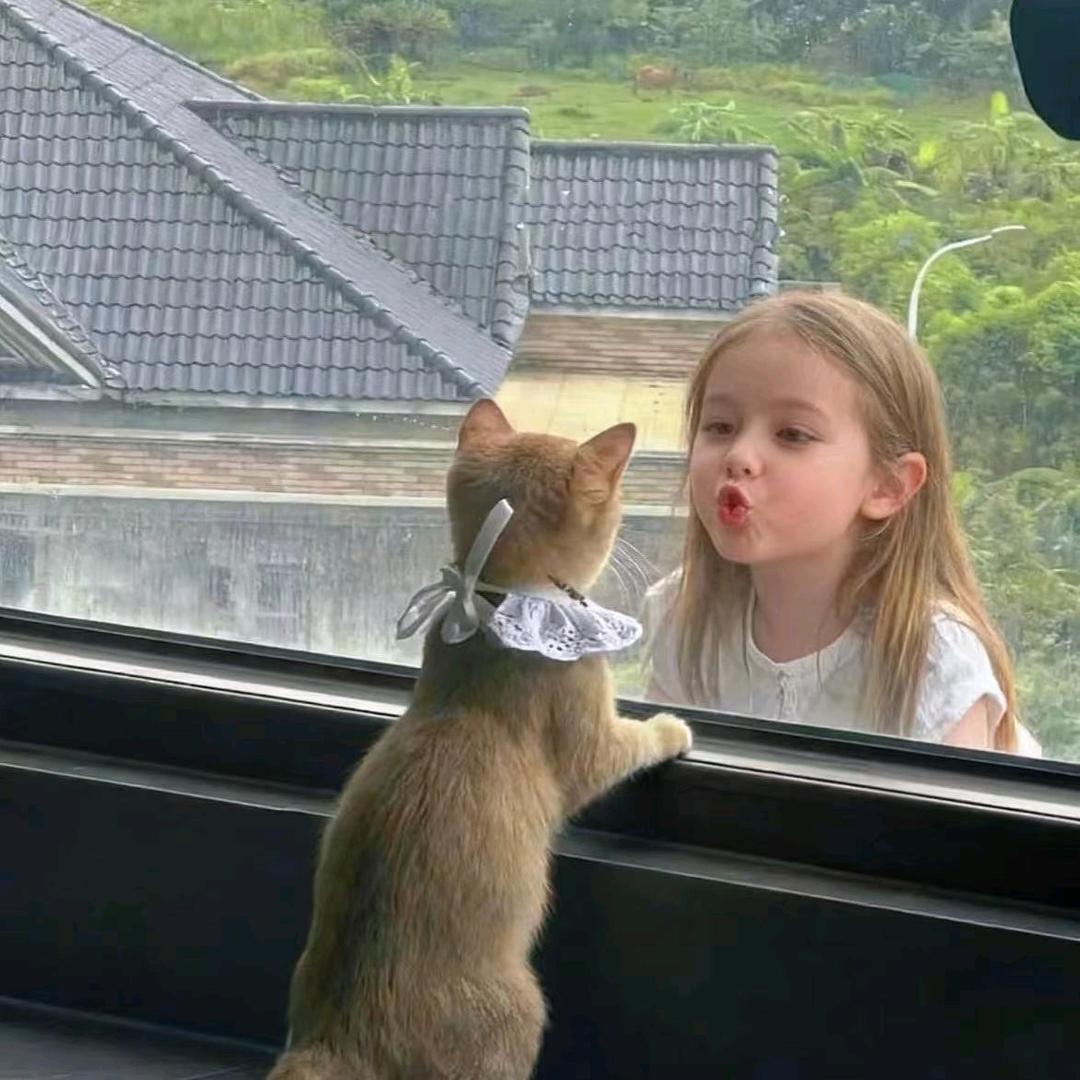 古德猫宁
