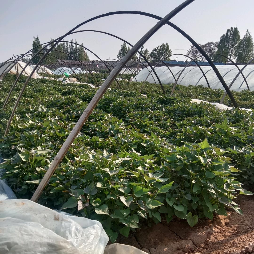 牛总（聚宝圆梦）