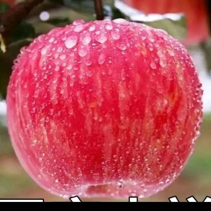 爱苹果的姥姥