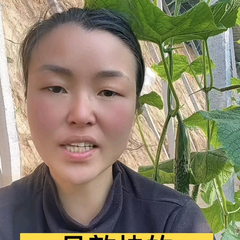 施劲章-黄瓜高产木子李