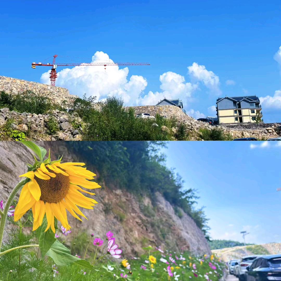 友鸽