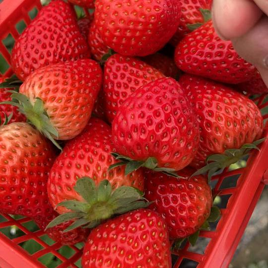 花海大道草苺蕃茄采摘园2号园