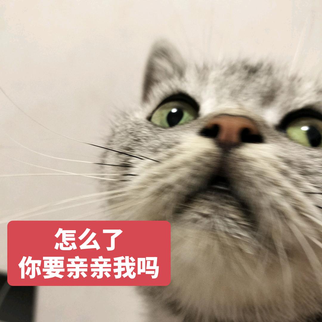 🐱