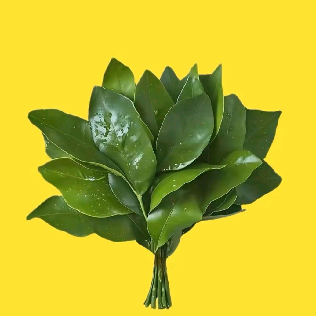 Cfm柿柿如意