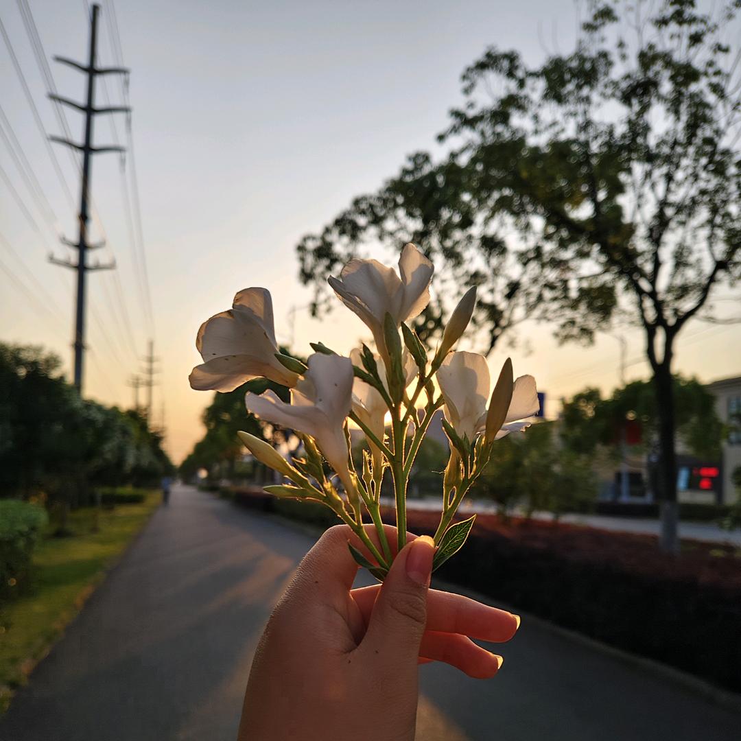 变萌变淑女