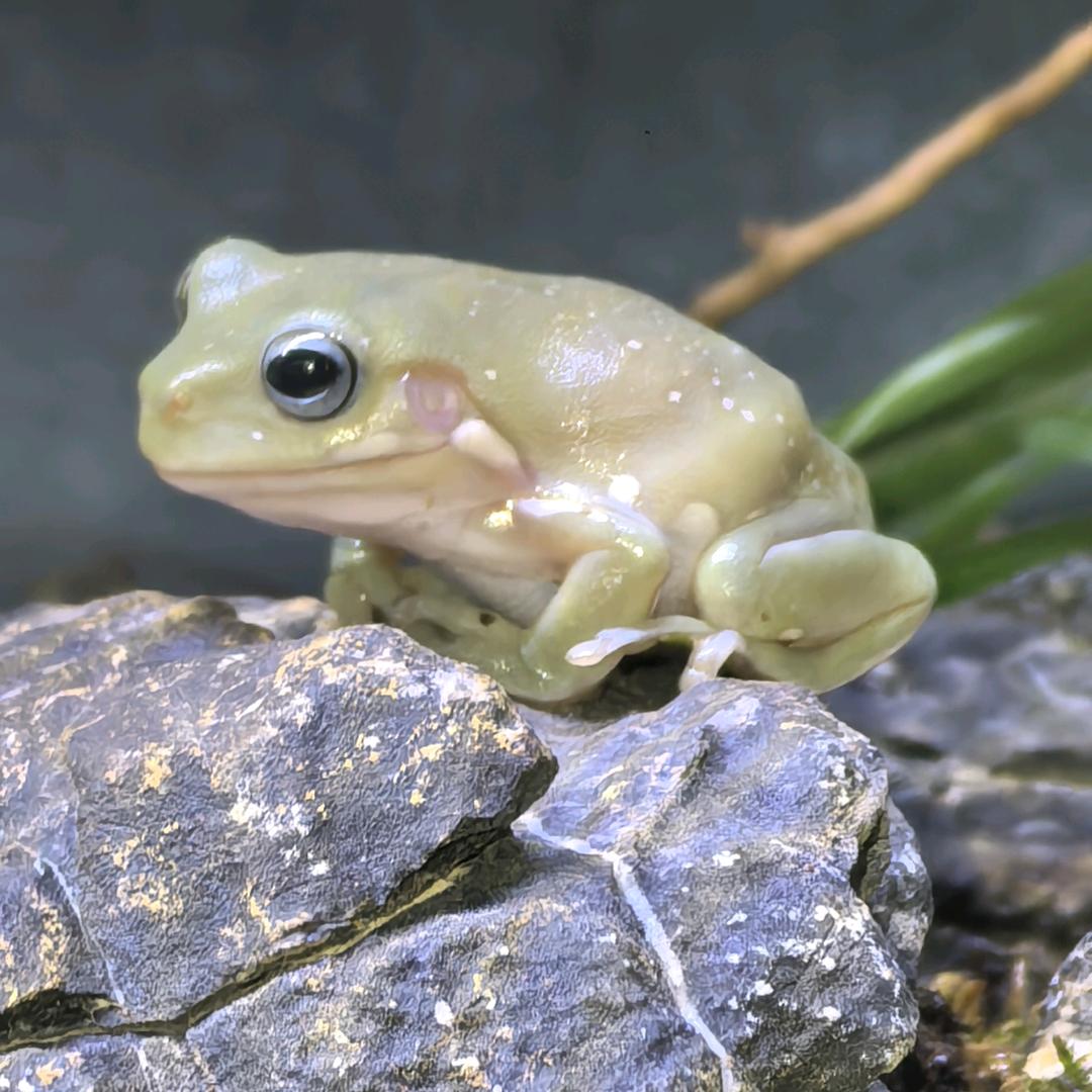 亮轩