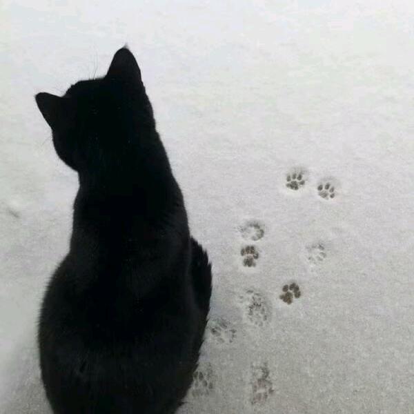 小咪爱吃炒米粉