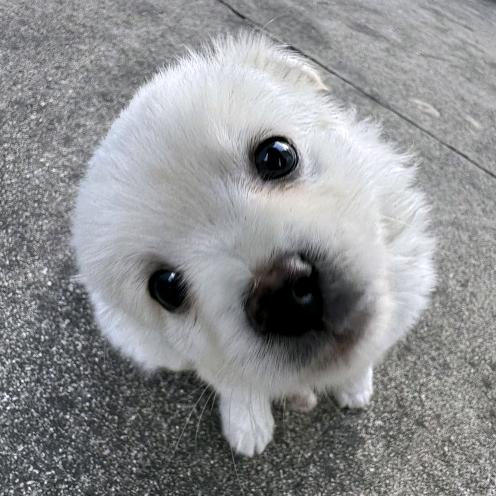 布柯苡