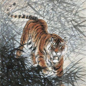 ✨Panthera  tigris✨