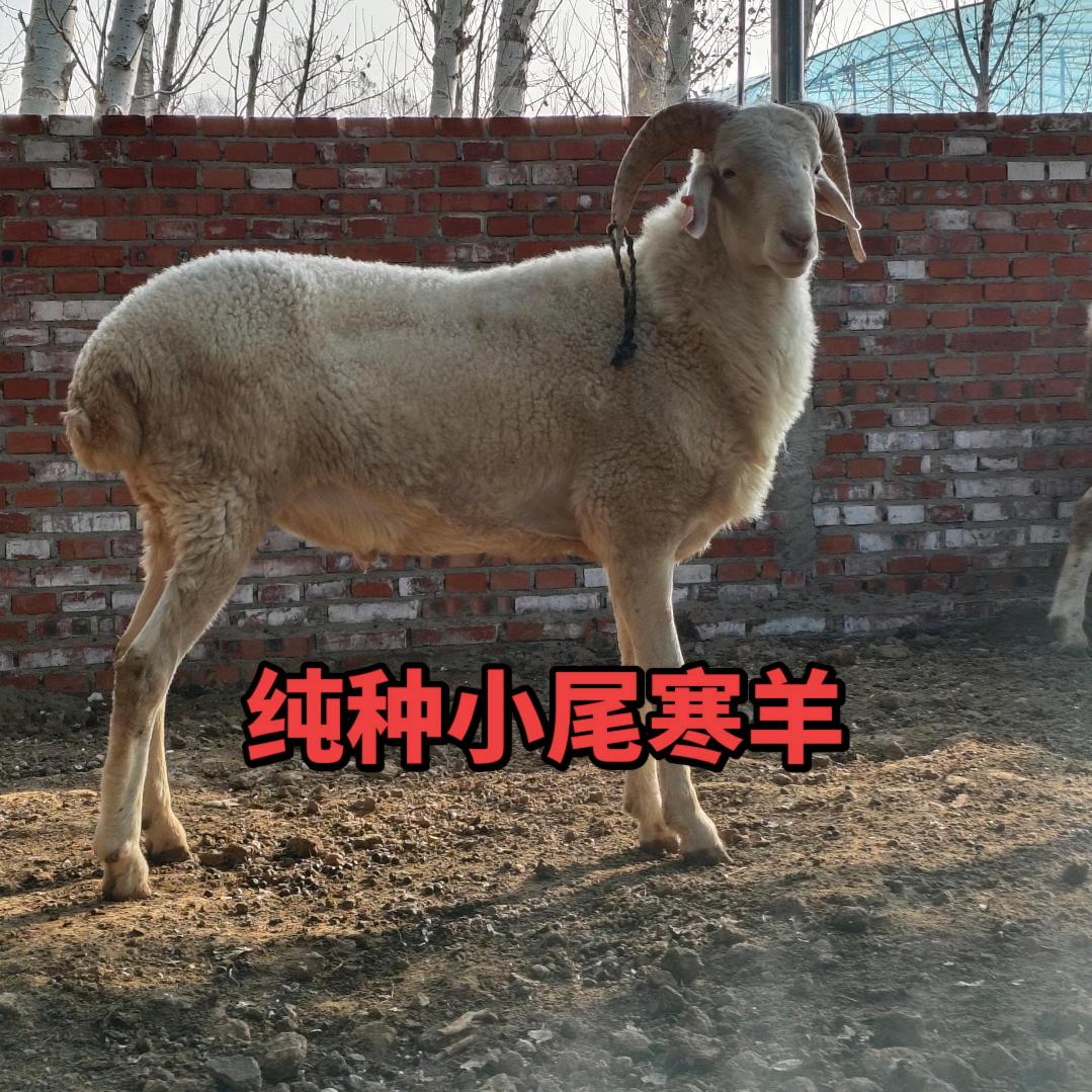 小尾寒羊养殖