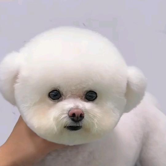 比熊犬舍