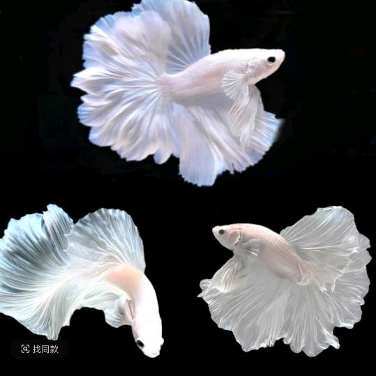 无良主播，还我斗鱼