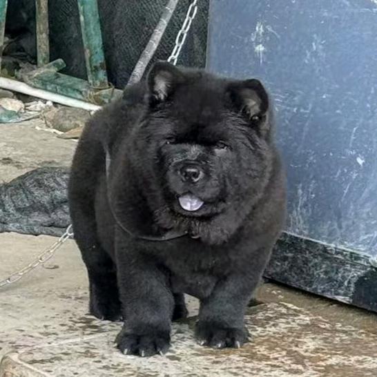 松狮五黑犬舍