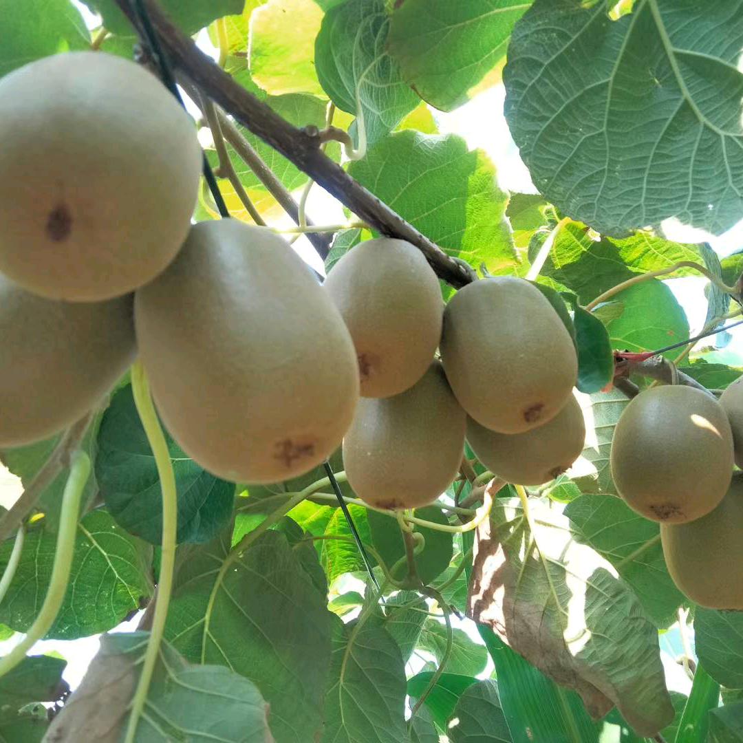 自贡富顺富潘种植家庭农场