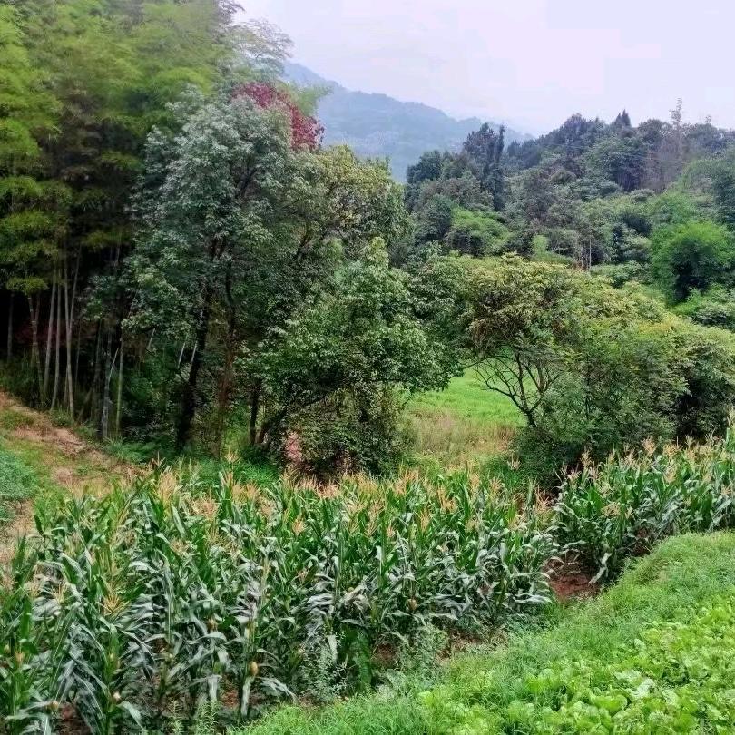 我一直都在努力