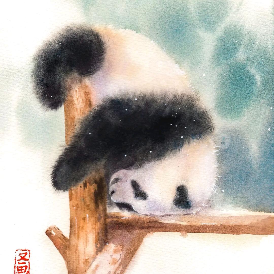 会倒立的小熊猫