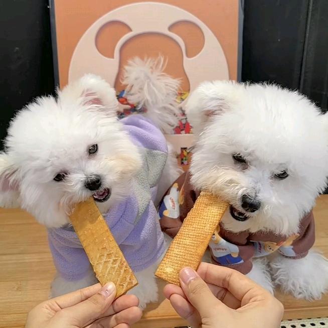 元宝是只小比熊