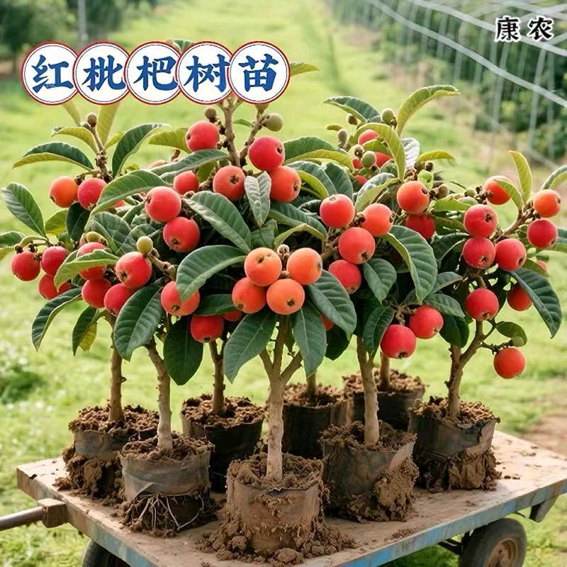 悦橙果苗基地