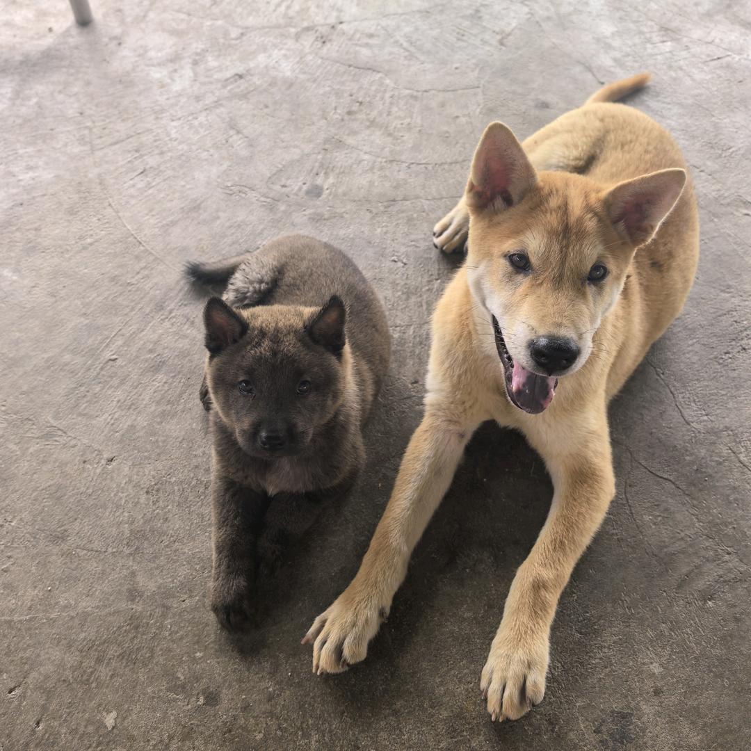 田园犬牧场